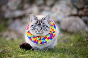 Collier multicolore pour chat