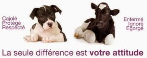 chien-vache la seule différence est votre attitude