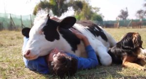 Chiens vache et humain 