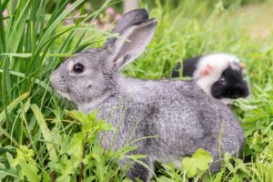 Lapins et cochons d'inde