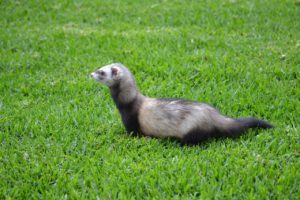 Furet