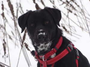 chien végétalien dans la neige