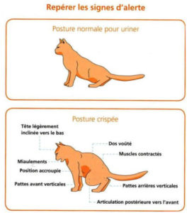 Signes d'alerte de problèmes urinaires chez le chat