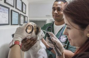 Chien chez le vétérinaire