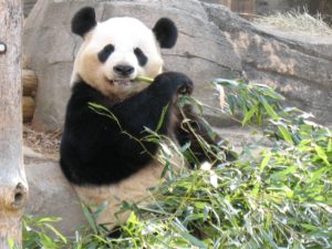 Panda bambou