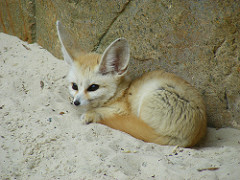 Fennec