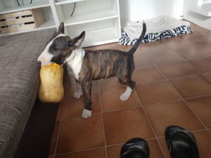 courge en friandise pour chien