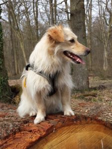 Chienne végé (Clémentine M.)