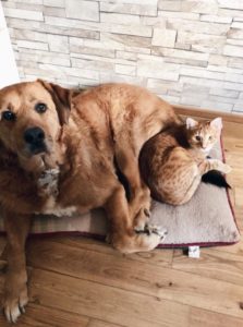 Marty et Simba (Oxana.V)