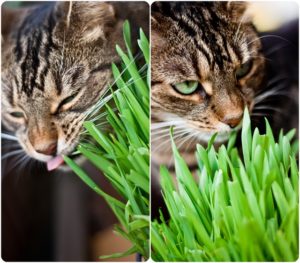 Herbe à chat